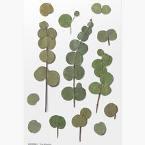 압화스티커 팬시 다꾸 폰꾸 스티커 유칼립투스 꽃스티커 압화책갈피 꾸미기