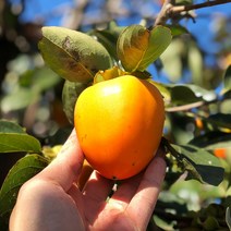 22년 제철 햇 대봉감 5kg 10kg 15kg 산지직송, 5kg 15과 내외