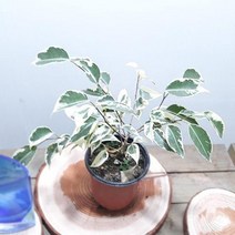 오너클랜 칼라벤자민 공기정화식물 실내인테리어식물, 본품, 단일