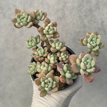 [ 풀풀다육 ] 라울 금 라울금 중품 대품 다육 식물 다육이, 라울 자연군생