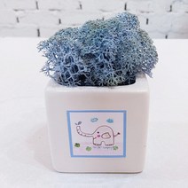 스칸디아모스 천연이끼 공기정화 큐브 모스, 손그림 큐브 화이트 모스-블루