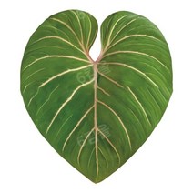 식물 소켓 접이식 그립 Tok Pretty Leaf 아크릴 전화 홀더 아이폰 13 범용 스마트 폰 그립 토크 브래킷 손, Y-3