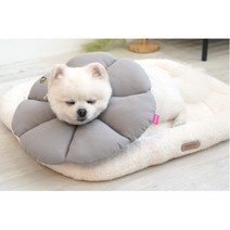목 피부보호 수술 강아지 고양이 넥카라 깔대기 행동교정 긁음방지 눈안좋은 노령견, 1개, 베이지 XL
