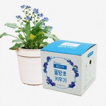 식물키우기 꽃집사 9종 미모사 맨드라미 메리골드 물망초 비올라 샐비어 안개꽃 코스모스 레몬밤