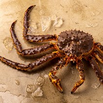 (주)빌리온푸드 Live King Crab 활 킹크랩 [레드] 2.5kg(2.4-2.6kg), 1마리, 2.4kg - 2.6kg내외