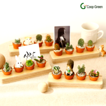 반려식물 다육이 미니 선인장 다육이 육성 내친구 월동자 시리즈 메모꽂이 피규어 부사 정야, 다육이 5구 피규어