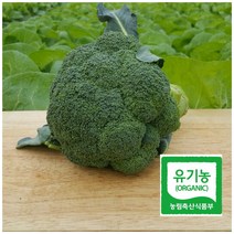 제주 유기농 햇 브로콜리 3송이/5송이, 5송이