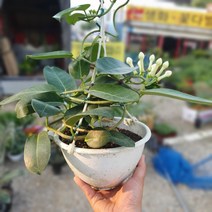 공룡꽃식물원(주) 마다가스카르 자스민중품 공중식물 45~60cm 149, 1개