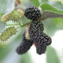 22년산- 오디 10kg (품종:토종청일)