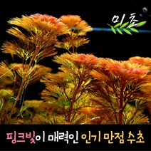 [미초] 레드 카붐바 수초 3촉 / 유경 수초/ 초보자 수초 / 치어 수초