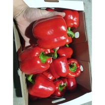 파프리카 빨간 노랑 노란 피망 청피망, 빨강1개