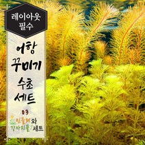 [미초] 키우기 쉬운 초보자 수초세트 (암브리아&로타라베트남레드) / 새우 수초 / 초보자 수초 / 치어 수초 / 수초 세트 / 구피 수초