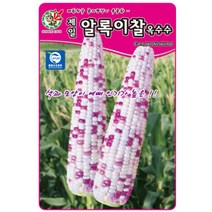 색과 모양이 예뻐 인기가 높은 알록이찰 옥수수 80립