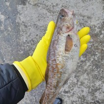 생대구 2kg 통대구 생물대구 동해 거제, 생대구 4kg(생물 급냉)
