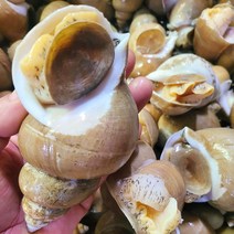 백골뱅이 백고동 소 중 대 1kg, 백골뱅이 생물 대자 1kg (15~22미)내외, 1개