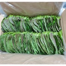 [GAP인증]찹찹이 밀양깻잎 500g 산지직송 직접재배 한 당일수확 찹찹이 깻잎