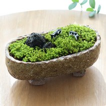 모스홀릭 이끼 테라리움키트 만들기 DIY 재료 이끼 키우기 화분형_이끼초원, 이끼초원 DIY키트