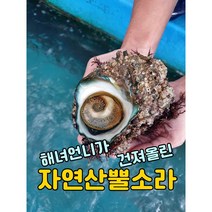 [보물섬해녀언니] 해녀가 직접잡은 자연산 뿔소라 1kg, 대(7-9미), 1개