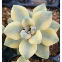 [별이네 다육] 다육식물 살구미인금