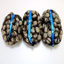 일등농수산 벌교꼬막 특대 5kg