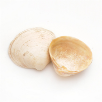 조개껍질 조개껍데기 소라껍데기 소라껍질, 봉, 상세설명 참조