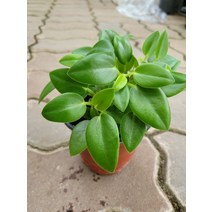10~25cm 27 메이비페페(픽시라임) 소품 페페로미아