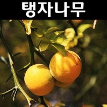 탱자나무 묘목 실생1년 뿌리묘 10개/유실수/과수