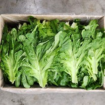 오크 1kg