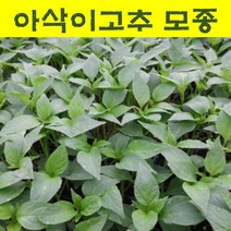 아삭이고추모종 10개/오이고추/길상고추 wj220, 10개