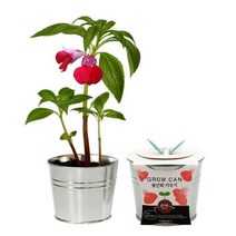 그로우캔 봉선화 / 새싹기르기 화분재배 봉선화키우기