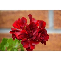 2023최신수입 발아율최상 제라늄씨앗35종모음(CZ)