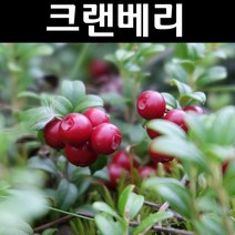크랜베리 나무 묘목 삽목3년 포트묘 1개/유실수 과실수