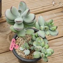 다육식물(호피복랑금) 531(10), 1개