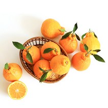 [제주입소문] 한라봉 가정용 2.5kg 혼합과 (12~15과) 선물세트, 한라봉 선물세트2.5kg 13과내외