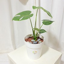 청년농부 몬스테리아 몬스테라 이태리 플리스틱화분 분갈이 완제품 식재완료, 짙은갈색
