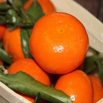 (특등급) 오늘출고 감귤3KG 밀감 귤 제주밀감 제주귤, 3KG, 본상품선택