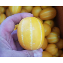 산지직송 고당도 정품 선물용 못난이 흠집 가정용 성주 참외 혼합과 꼬마 소 중 대 특대 골라먹기, 가정용 흠집 소과(5~7과), 1.5kg