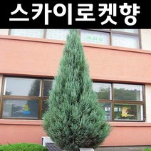스카이로켓향나무 묘목 삽목1년 뿌리 특묘 5개/정원/공원/조경수