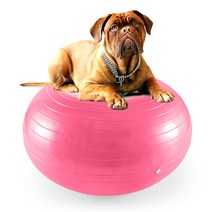 라온픽 슬개골탈구예방 강아지짐볼 도넛짐볼, 블루