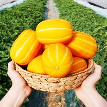 농수산특별시 산지직송 성주 고당도 꿀 참외, 2kg 고급형 소과 (가정용+정품 혼합), 1박스