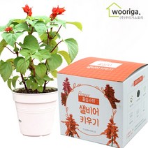우리가스토리 미니화분키우기 꽃 화초 공기정화식물 새싹 허브 텃밭 화분 상추재배 새싹키우기, 1팩, 꽃집사_샐비어