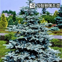 은청가문비 마제스틱블루 애리조나카이밥 베이비블루 가림원예조경, 마제스틱 블루 P9포트
