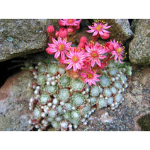 거미줄바위솔 10cm포트묘 묘종 (6개) 다육이 노지월동 다년초 (재출시) 케이야생화