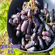 [프레시푸드마켓] 블랙사파이어 블랙가지포도 스윗사파이어 1봉지(1kg내외) 3봉지(3kg내외) 5봉지(5kg내외) 8봉지(8kg내외)
