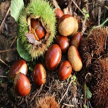 지리산 하동알밤 생밤 옥광밤 깐밤 햇밤 에어프라이어군밤 2kg 산지직송, 알밤 왕2kg