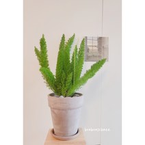 메이리 아스파라거스 감성 음지식물 여우꼬리 풍성한대품 키우기쉬운 작은숲속 새잎이계속나는식물, 메이리기본포트 (분갈이x)