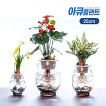 아큐플랜트 어항 화분 중형 25cm 미니어항 수중 수경재배 수초어항 사무실 거실인테리어, 25어항_스투키세트