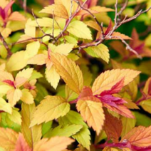 삼색조팝 왜성 [4포트] (복남이네 야생화 모종 꽃나무 조팝나무 spiraea), 1개