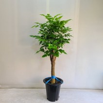 온누리농원 녹보수 외목대 공기정화식물 반려식물