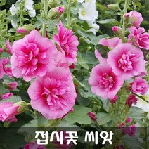 [해피플라워] 접시꽃 씨앗 100립(색상 홑꽃 겹꽃 혼합) / 가을 파종 꽃씨